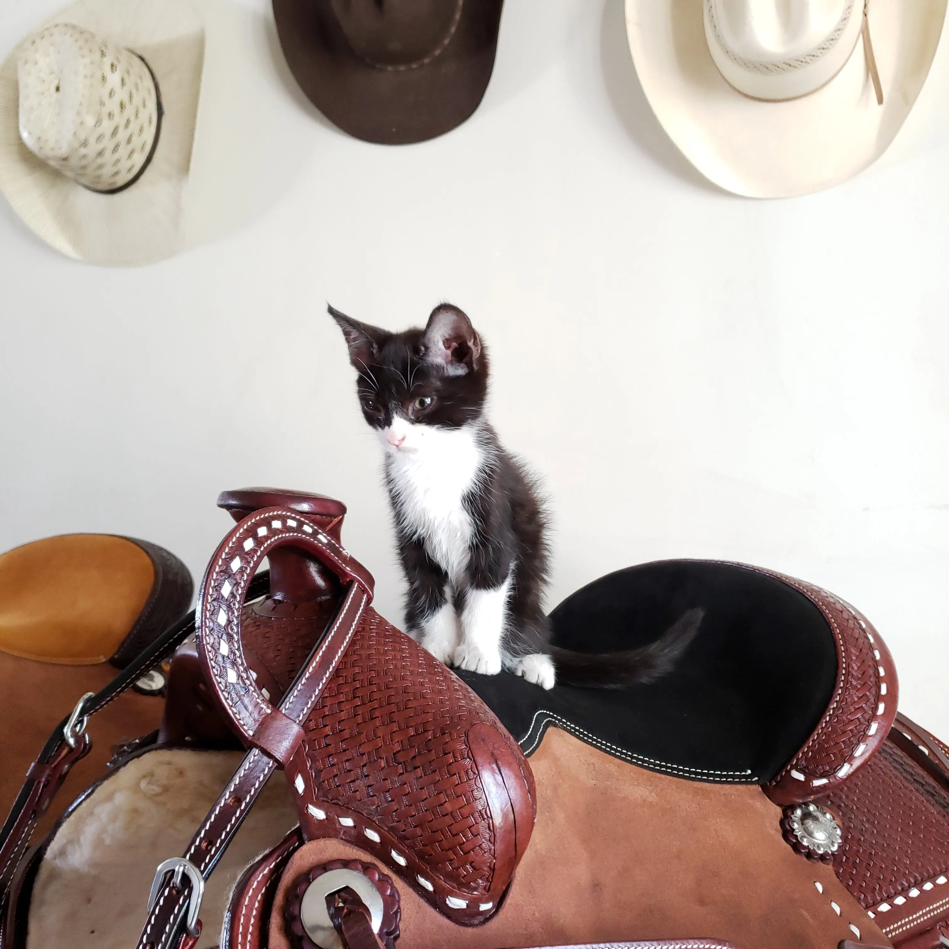14" Buckaroo Buckstitch Saddle