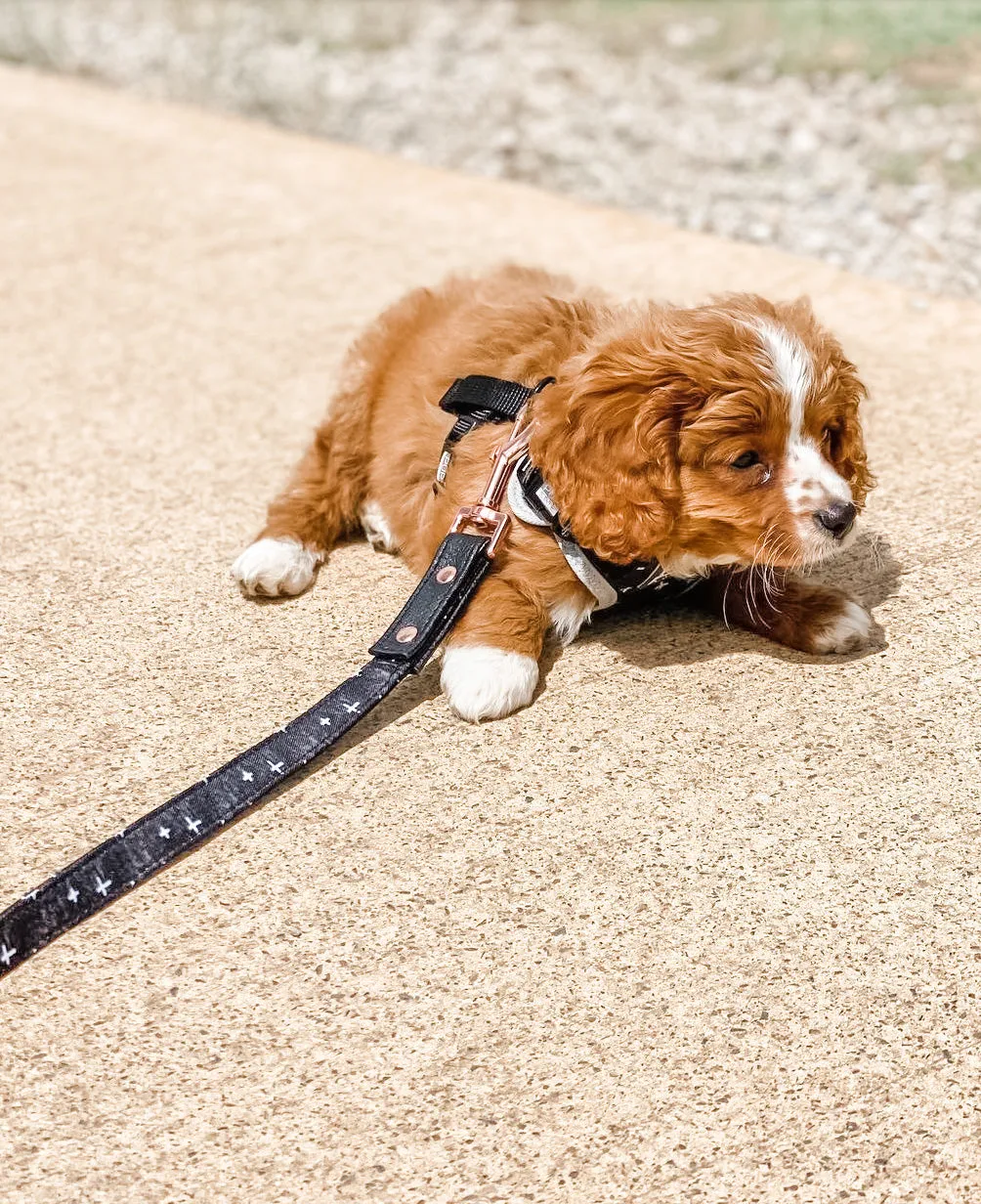 "Blessed" City Leash
