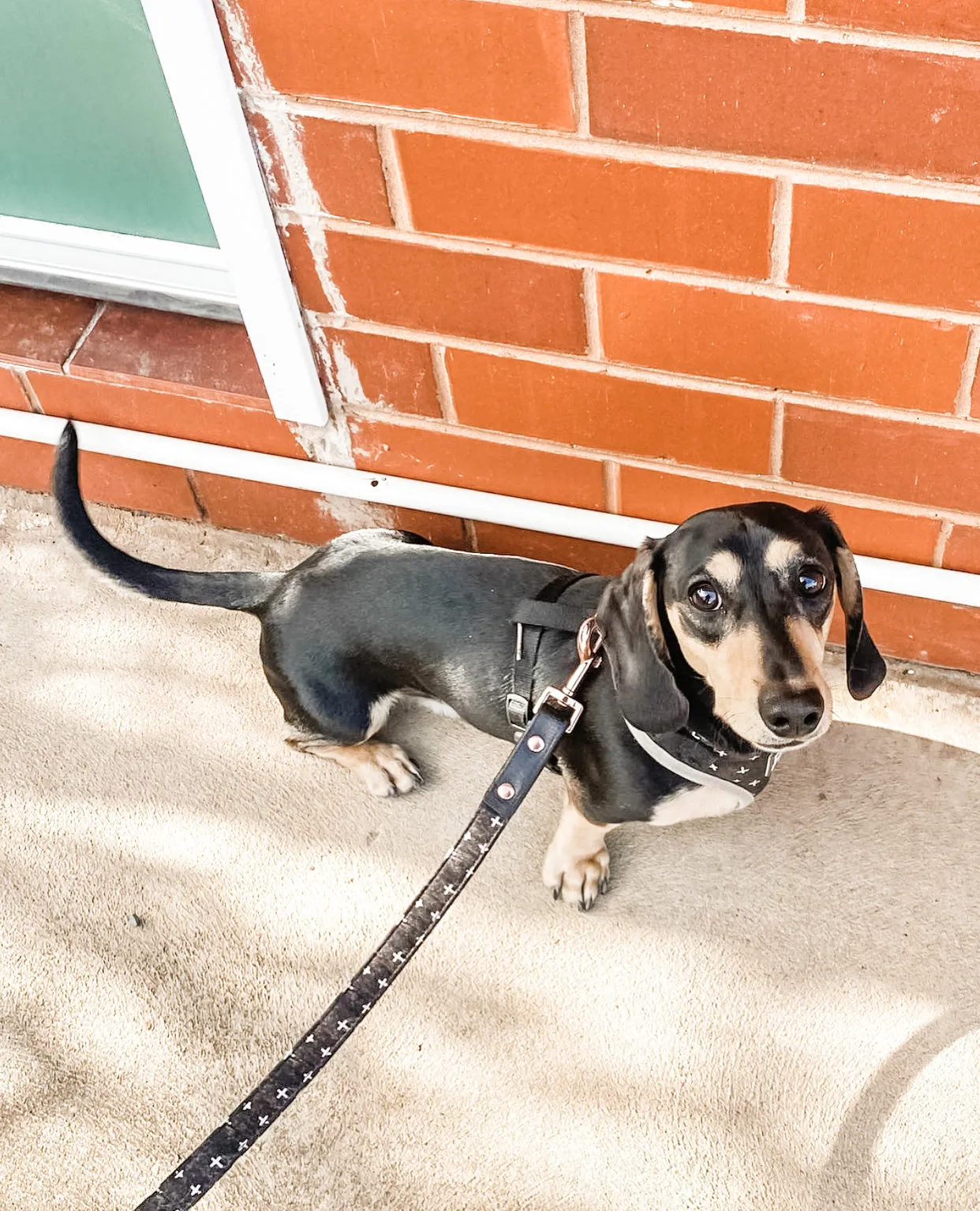 "Blessed" City Leash