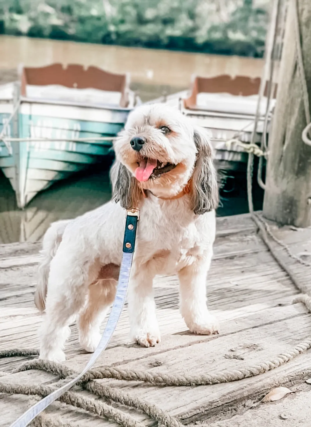 "Grey Days" City Leash