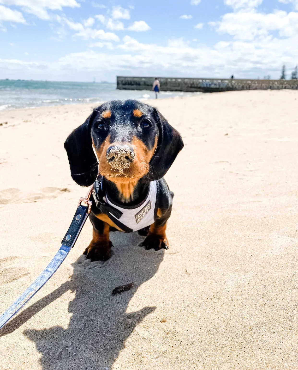 "Grey Days" City Leash